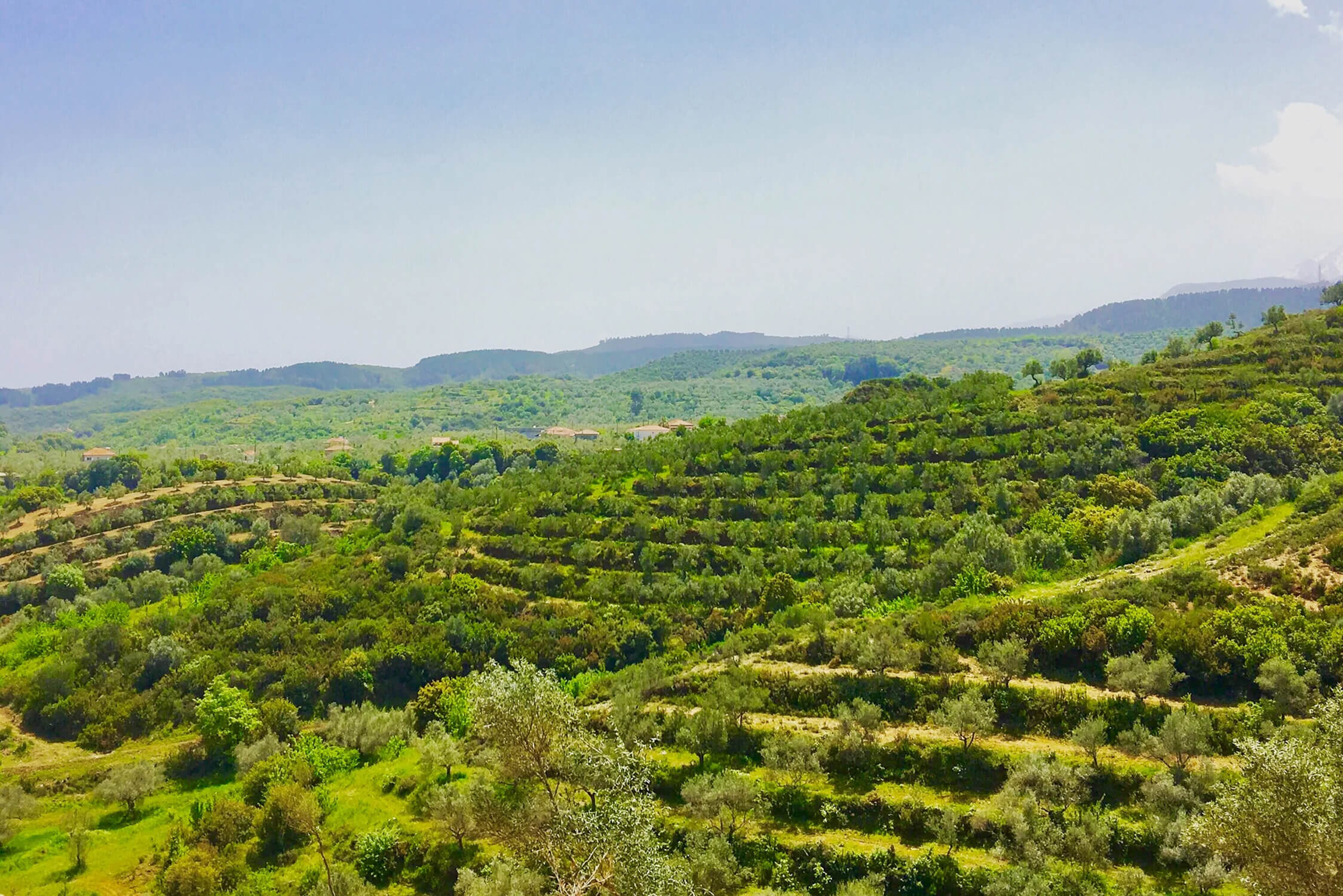 ANCIENT FOODS KERÓS EXTRA VIRGIN ORGANIC GREEK OLIVE OIL 10