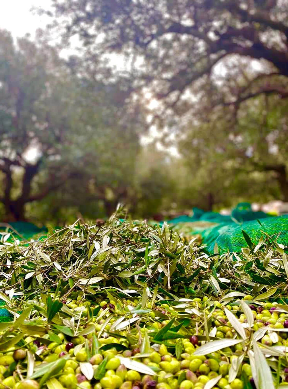 ANCIENT FOODS KERÓS EXTRA VIRGIN ORGANIC GREEK OLIVE OIL 3