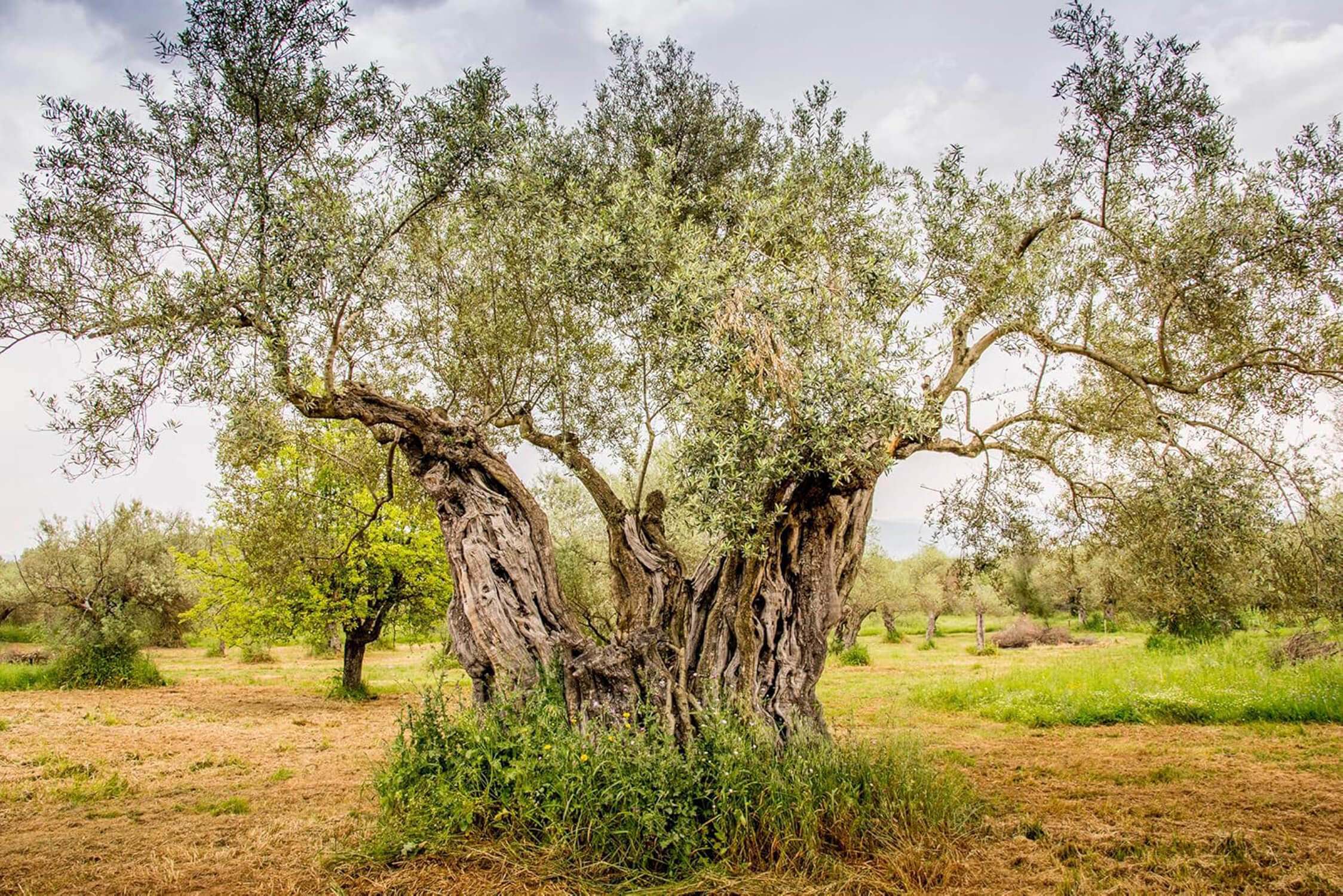 ANCIENT FOODS KERÓS EXTRA VIRGIN ORGANIC GREEK OLIVE OIL 5