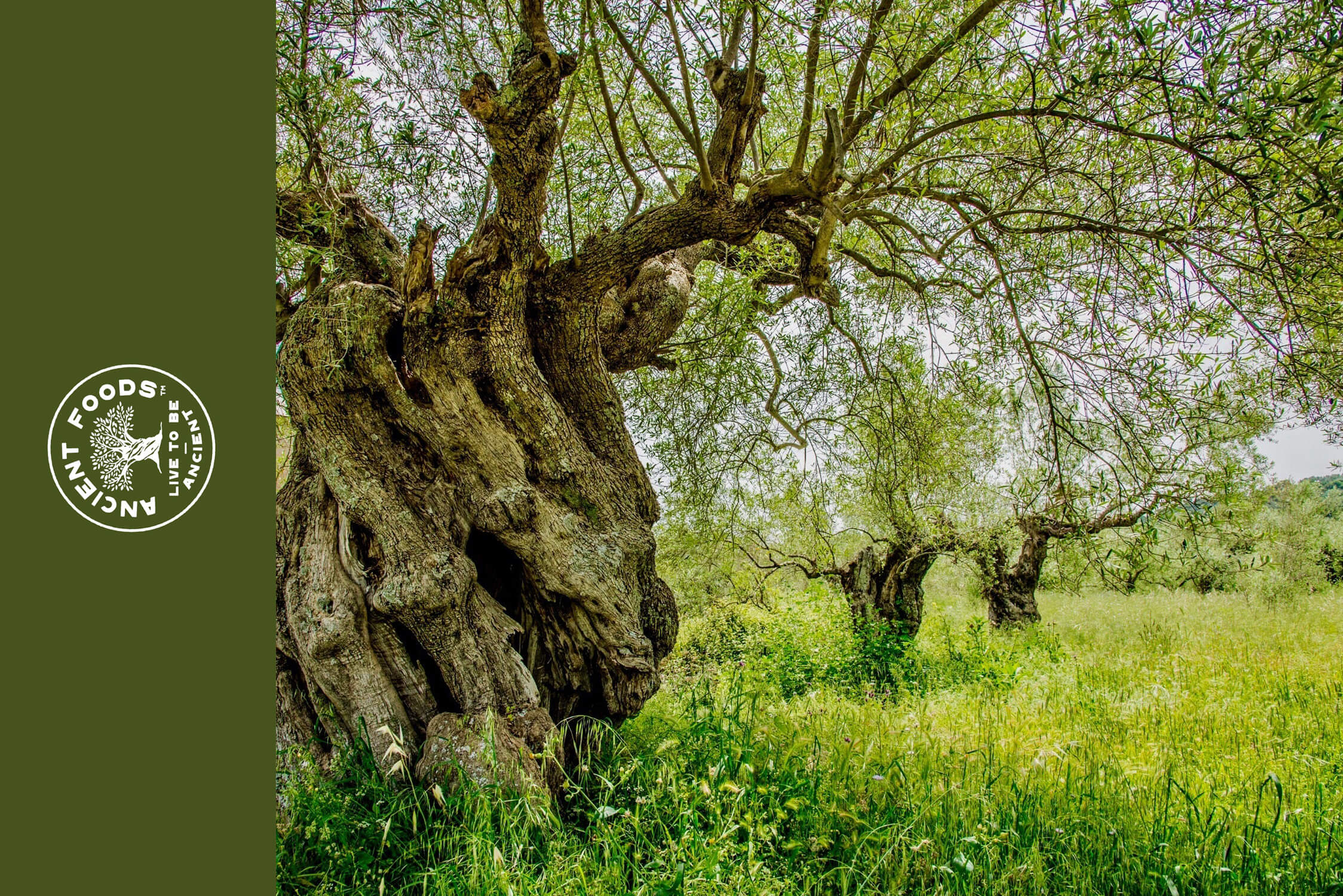 ANCIENT FOODS KERÓS EXTRA VIRGIN ORGANIC GREEK OLIVE OIL 9